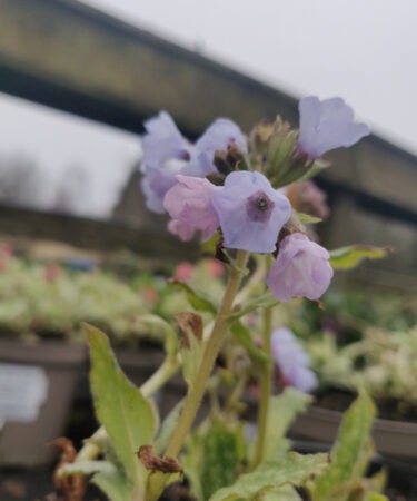Pulmonaria 'Opal' (Ocupol)