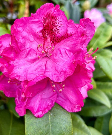 Rhododendron 'Constanze' Inkarho (Easydendron)