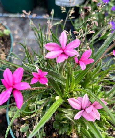 Rhodohypoxis 'Douglas'
