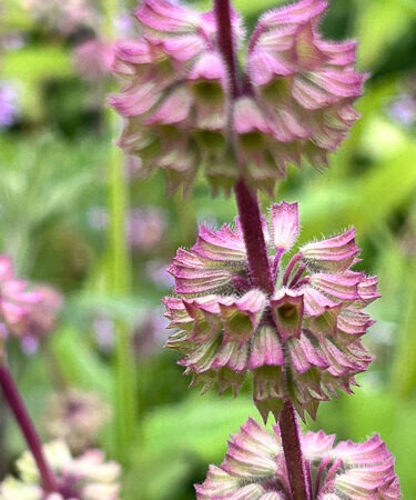 Salvia amplexicaulis (seedling)