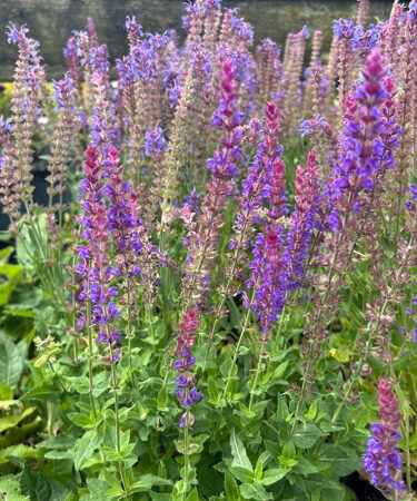Salvia x sylvestris 'Blauhugel' (Blue Hills) AGM