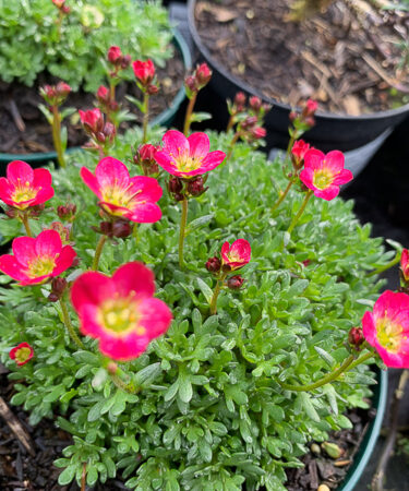 Saxifraga mosch. 'Peter Pan'