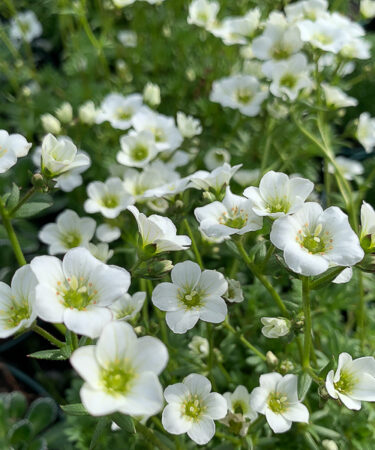 Saxifraga x arendsii 'Marto Hot White'