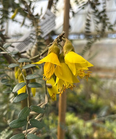 Sophora microphylla 'Sun King' (Hilsop)