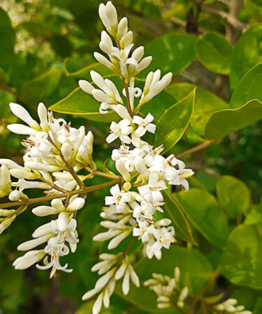Ligustrum tschonoskii