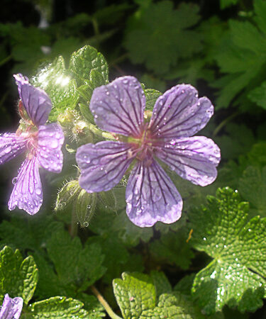 Geranium peloponnesiacum