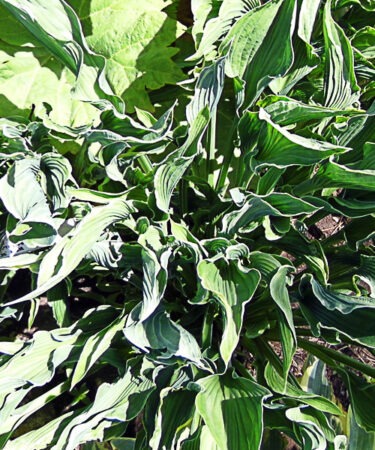 Hosta 'Praying Hands' AGM