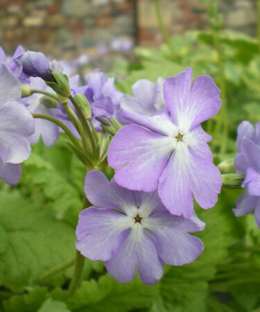 Primula sieboldii 'Blue Lagoon'