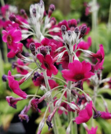 Primula pulverulenta AGM