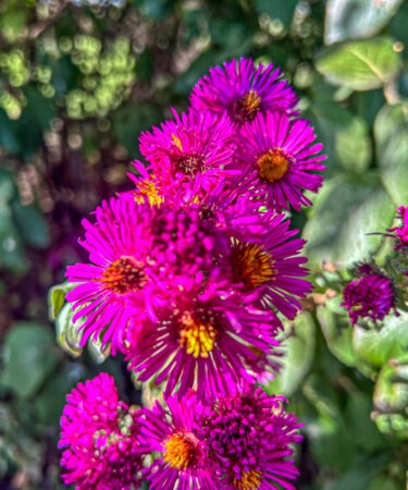 Aster novae-a. 'Andenken an Paul Gerber'