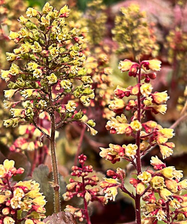 Heuchera 'Blondie'