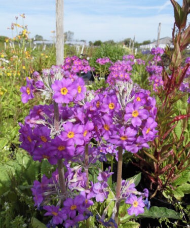 Primula beesiana AGM