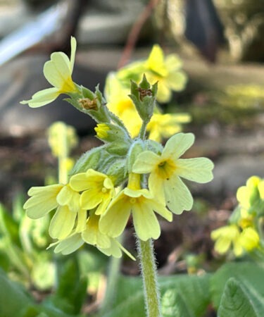 Primula elatior AGM