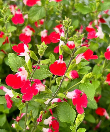 Salvia 'Little Kiss'