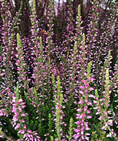 Heathers assorted 9cm