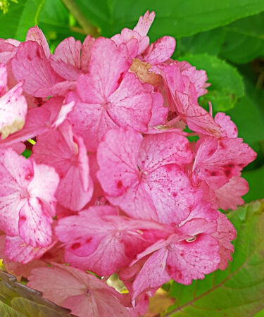 Hydrangea 'Preziosa' AGM