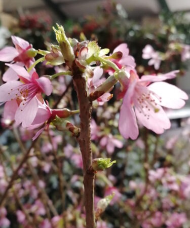 Prunus incisa 'Paean'