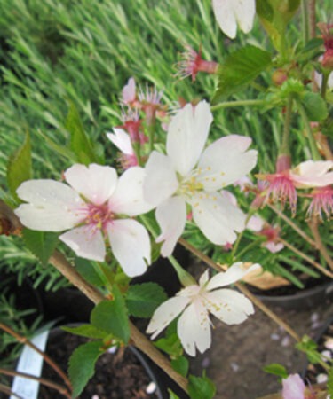 Prunus Incisa 'Lotte'