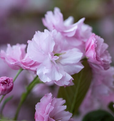 Prunus 'Kanzan'