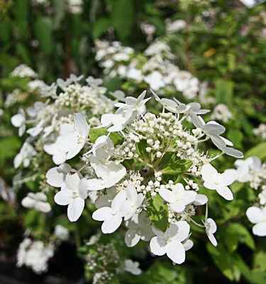 Hydrangea paniculata 'Dart's Little Dot'=Darlido