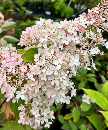 Hydrangea paniculata 'Grandiflora' AGM