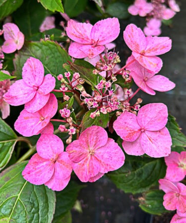 Hydrangea  serrata 'Forget me not'