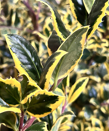 Ilex Aquif. 'Golden Van Tol' 60cm stem