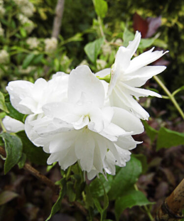 Philadelphus 'Frosty Morn'