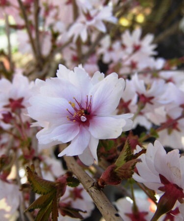 Prunus incisa 'Mikinori'