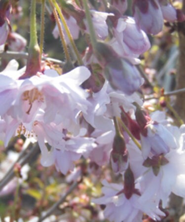 Prunus incisa 'Oshidori'