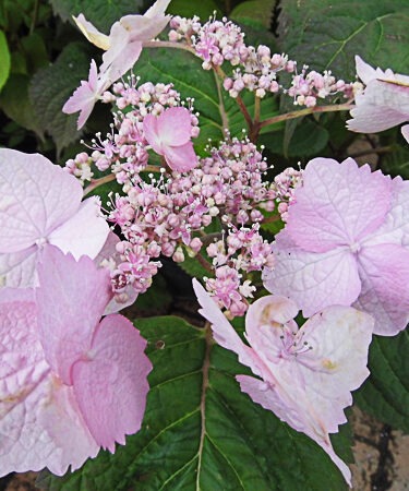 Hydrangea serrata  subsp. yezoensis