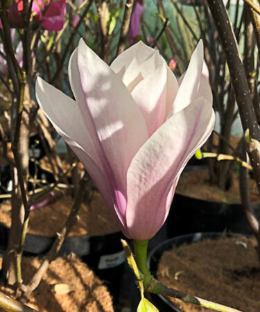 Magnolia 'Heaven Scent' AGM