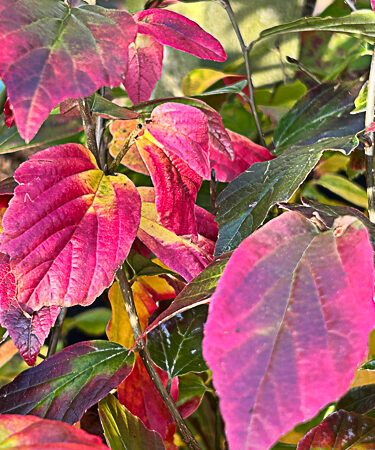 Parrotia persica 'Persian Spire'