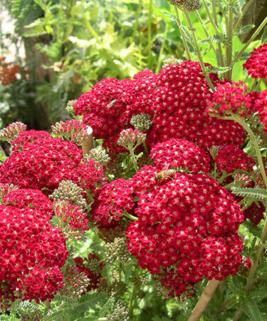 Achillea millefolium 'Red Velvet'
