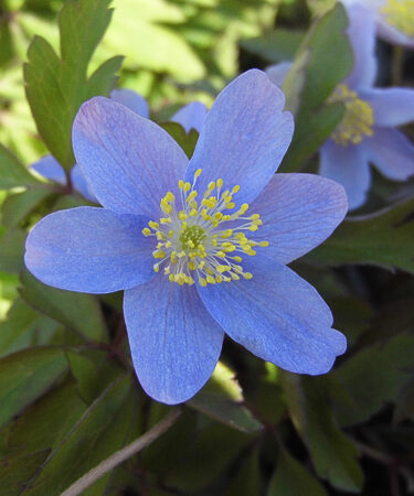Anemone nemorosa 'Robinsoniana' AGM