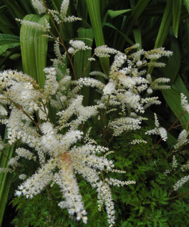 Aruncus aethusifolius AGM