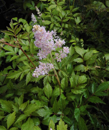 Astilbe jap. 'Europa'