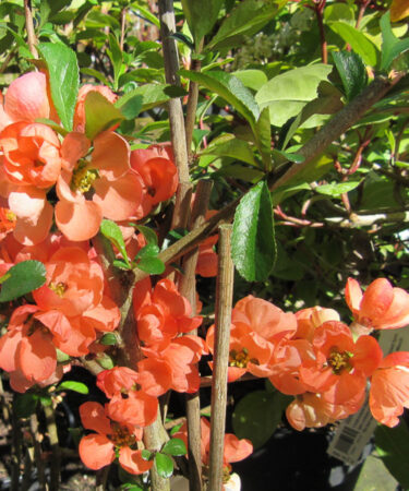 Chaenomeles x superba 'Salmon Horizon'