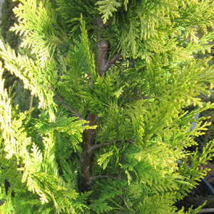 Chamaecyparis lawsoniana 'Yvonne'