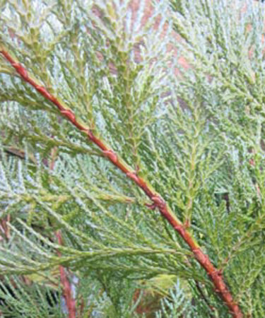 Chamaecyparis lawsoniana 'Pembury Blue' AGM