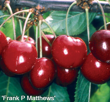 Prunus- Cherry 'Stella' Colt half standard AGM