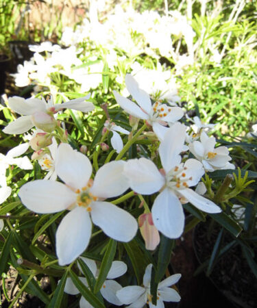 Choisya x dewitteana 'Aztec Pearl' AGM