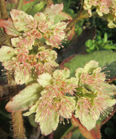 Chrysosplenium macrophyllum