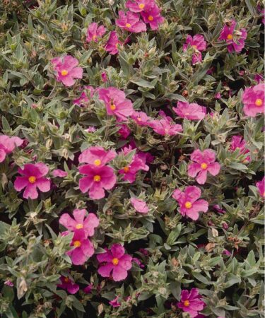 Cistus x pulverulentus 'Sunset' AGM