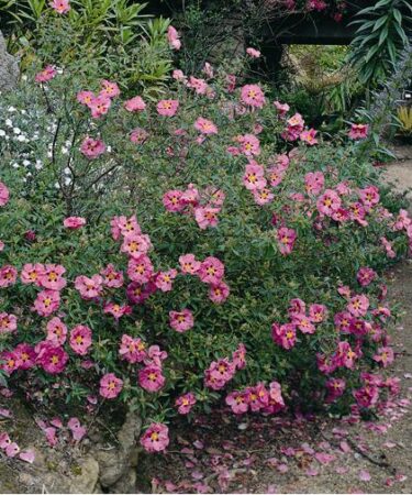 Cistus x purpureus AGM
