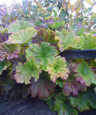 Darmera peltata
