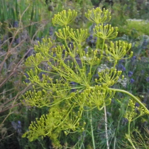Dill