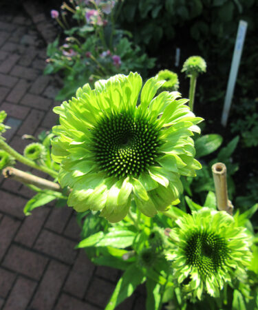 Echinacea 'Green Jewel'