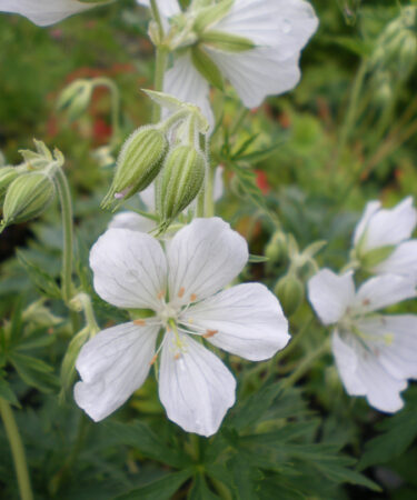 Geranium prat. var prat. 'Galactic'