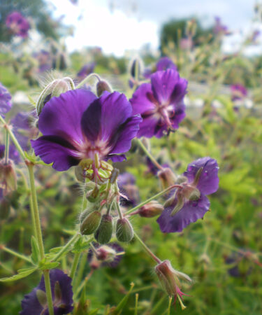 Geranium phaeum 'Raven'